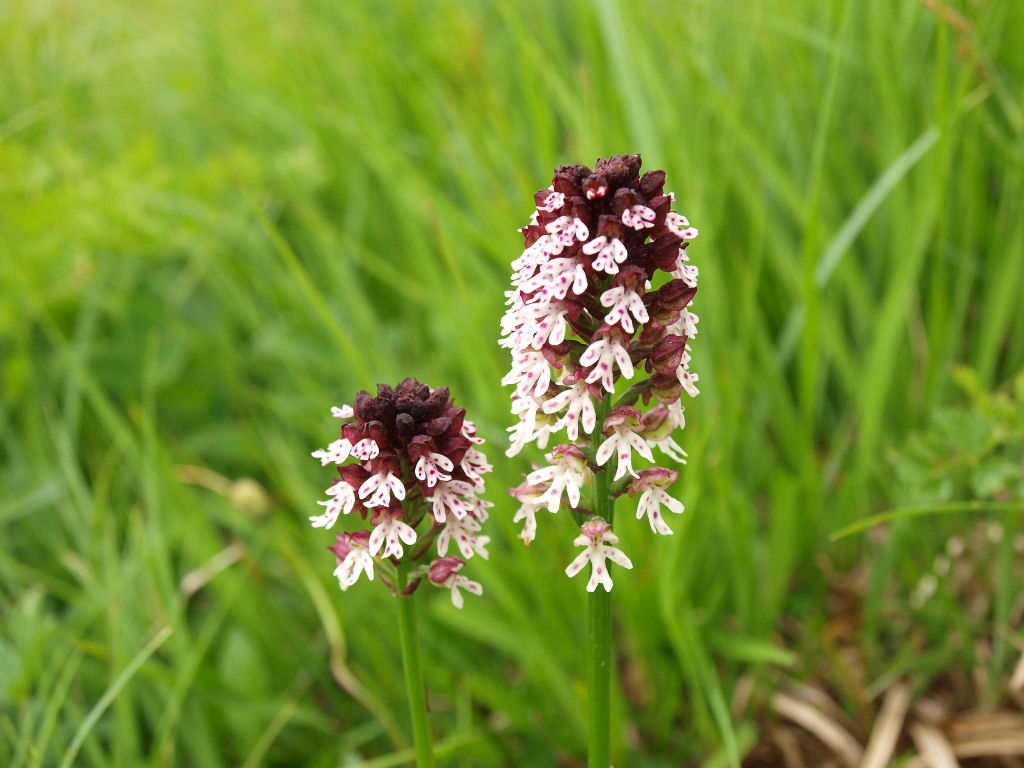Dubbi du due orchidee